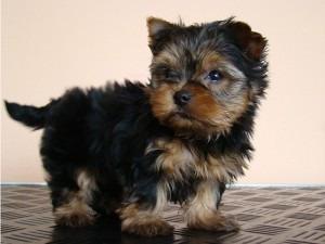 Cachorros , Yorkshire , Toy