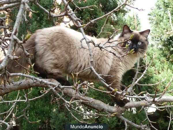 gato perdido o robado