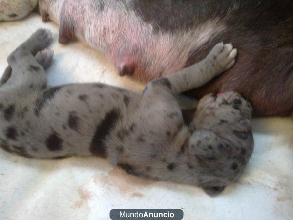 PRECIOSA CAMADA DE DOGOS ALEMANES