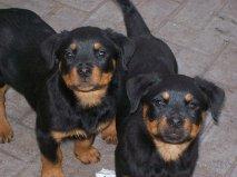 Rottweiler de Zankueta desde 1983 - venta de cachorros de alta selección