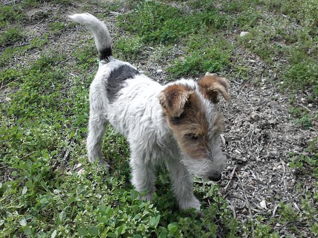 Se vende hembra fox terrier