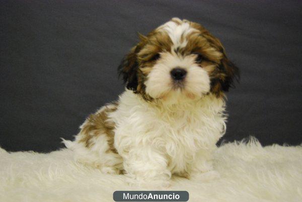 shih tzu, machos y hembras de dos meses de edad