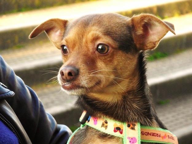 Tomy mini perrito arrojado de un coche en marcha