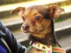 Tomy mini perrito arrojado de un coche en marcha - mejor precio | unprecio.es