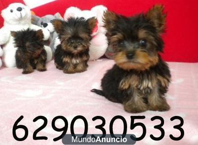 Yorkshire ( Yorky ) mini de capricho por 299€