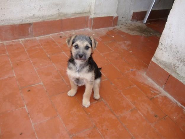 ZARA Y ZOE, cachorritas de 3 meses en ADOPCIÓN-MURCIA