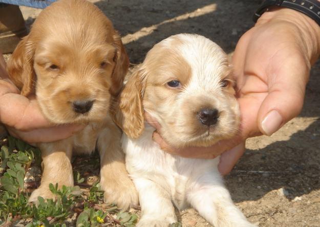 cocker inglés cachorros