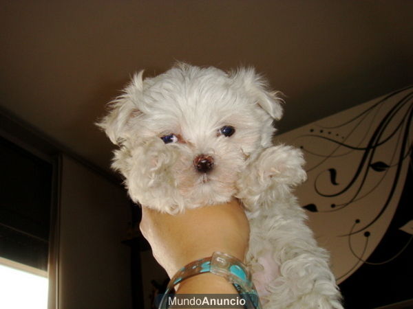 BICHON MALTES MINI YA DISPONIBLES