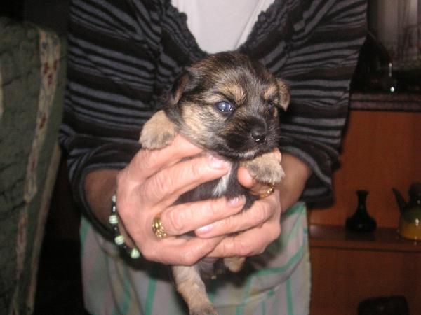 cachorritos cruce de yorkshire con pekines 150  - yorkshire con pekines en Jaen