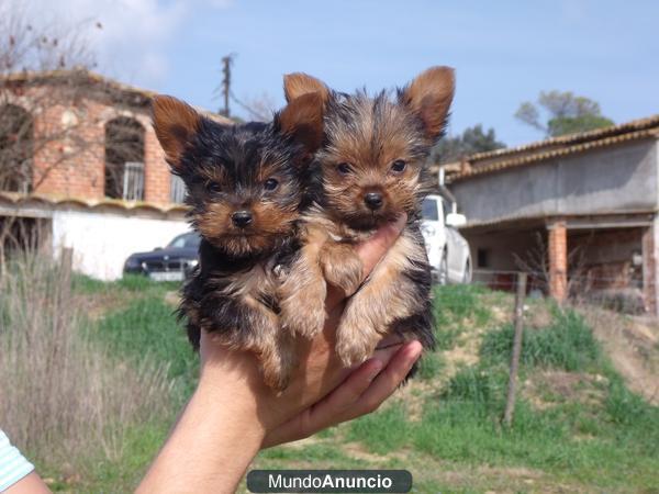 Cachorros Yorkshire 300€