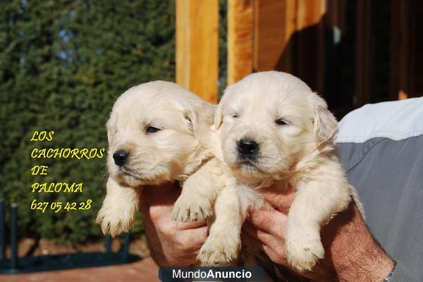 CRIADORES NACIONALES DE GOLDEN RETRIEVER BLANCOS CON PEDIGREE LOE 390 EUROS!! 627 05 42 28