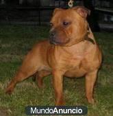 impresionante camada de staffordshire bull terrier