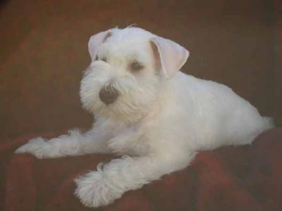 SCHNAUZER MINIATURA BLANCO