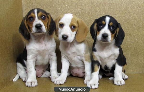 BEAGLES TRICOLORES,, 270€