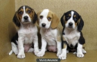 BEAGLES TRICOLORES,, 270€ - mejor precio | unprecio.es