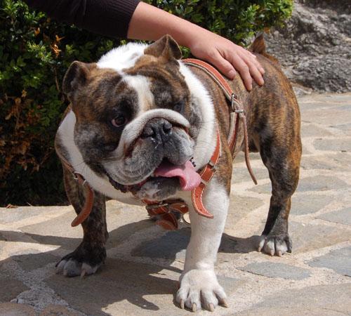 Bulldog Ingles para Montas