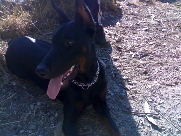 busco novia para mi doberman