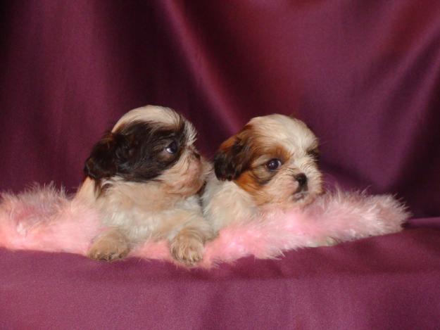 Cachorritos Shih Tzu