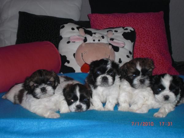 Cachorritos Shih_Tzu económicos