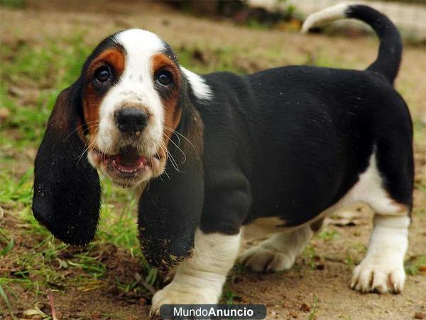 cachorros de basset hound, rastredator