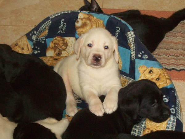 Cachorros de Labrador con excelente pedigree de la RSCE