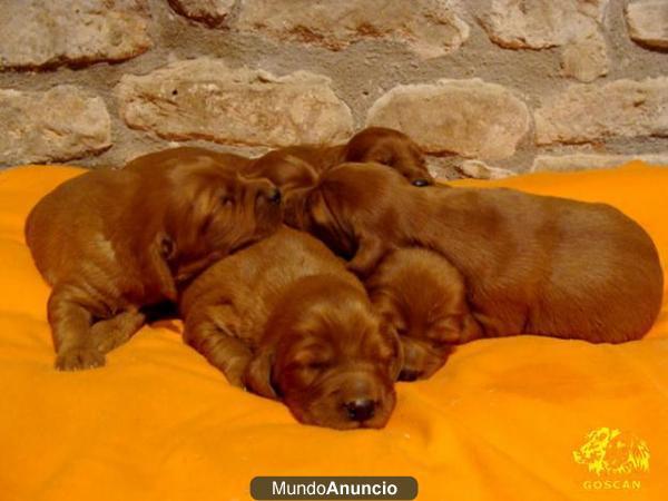 Excelente camada de Setter Irlandes