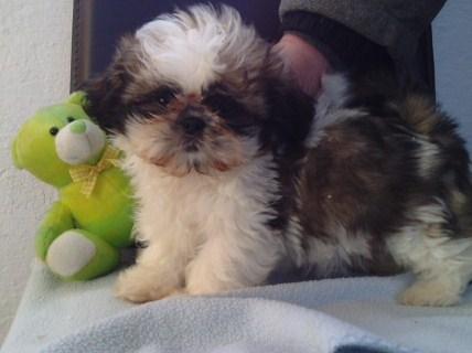 EXCELENTES CACHORROS DE SHIH TZU