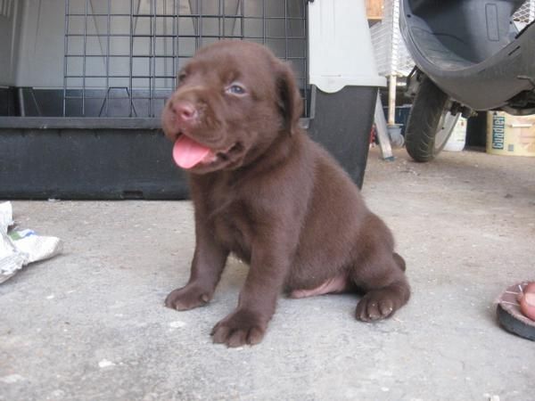 LABRADORES GUAPISIMOS NEGROS Y CHOCOLATES