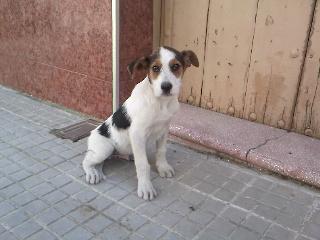 SUPERURGENTE!!CACHORRITO DE DOS MESES EN LA CALLE