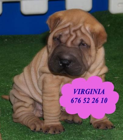 Cachorros de Shar-pei, buen precio!  Logroño