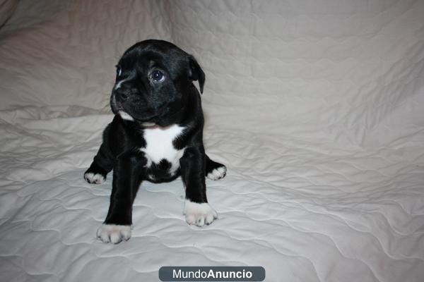 camada de stanffordshire bull terrier