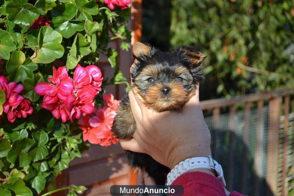 CAMADA YORKSHIRE TERRIER TOY