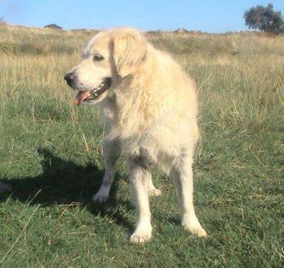 Lur, golden retriever en adopción