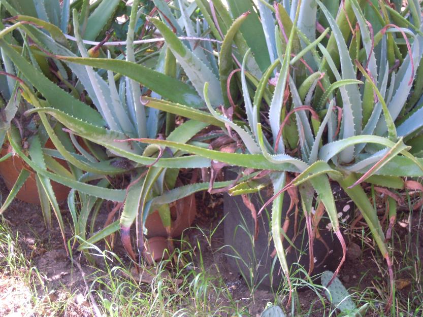 plantación de aloe vera en macetas