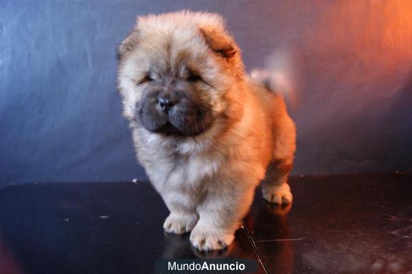 Cachorritos Chow Chow camada de excelente calidad