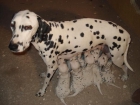 cachorros dalmata de pelicula 160 euros - mejor precio | unprecio.es