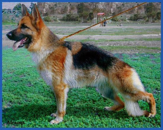 Cachorros de Pastor Alemán.