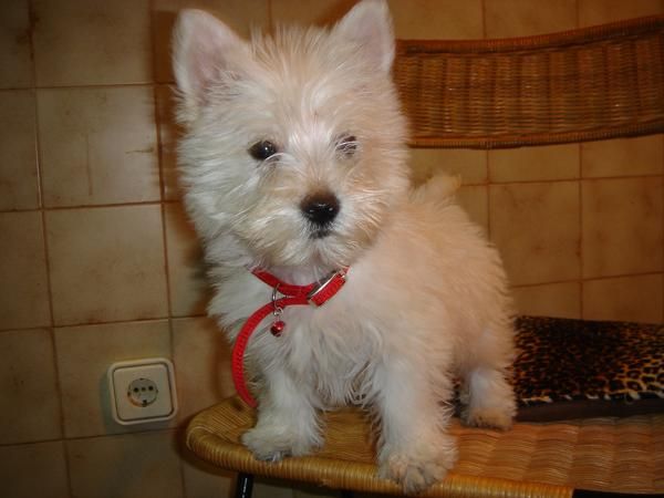 CACHORROS DE WEST HIGHLAND WHITE TERRIER 480