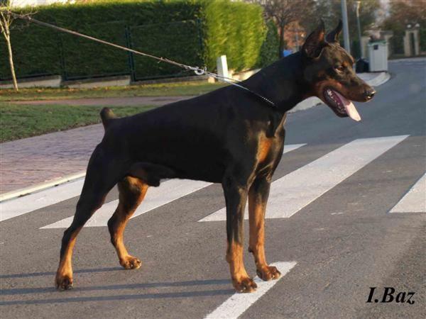 CAMADA DOBERMANN (GANDY ROYAL BELL X TURBA DE SWARLAZD)