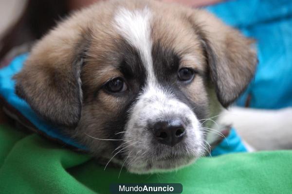 FIONA CACHORRITA DE 2 MESES Y MEDIO EN ADOPCION