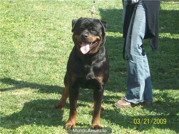 Impresionante Rottweiler para Montas