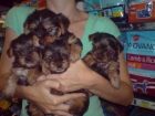 PRECIOSOS CACHORROS DE YORKSHIRE, OFERTA! MACHOS 300E - mejor precio | unprecio.es