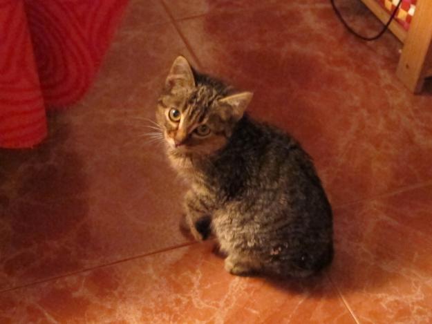 SE DA EN ADOPCIÓN GATITO PRECIOSO DE 2 MESES