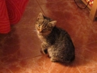 SE DA EN ADOPCIÓN GATITO PRECIOSO DE 2 MESES - mejor precio | unprecio.es