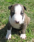 Bull Terrier Miniatura de Valdehierro - mejor precio | unprecio.es