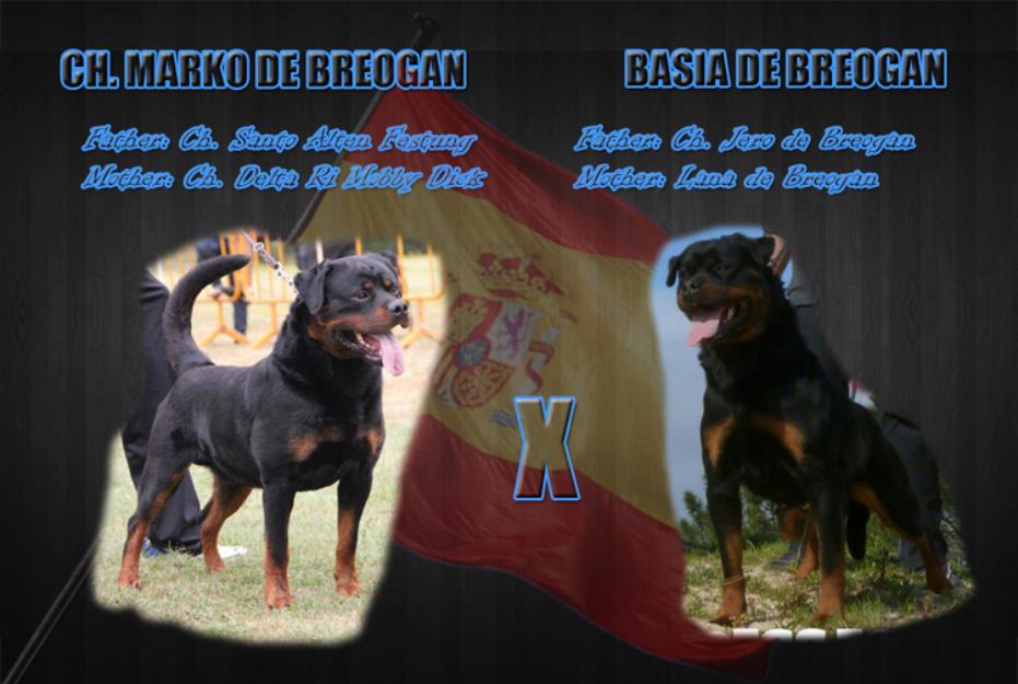 Cachorros de rottweiler