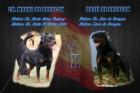 Cachorros de rottweiler - mejor precio | unprecio.es