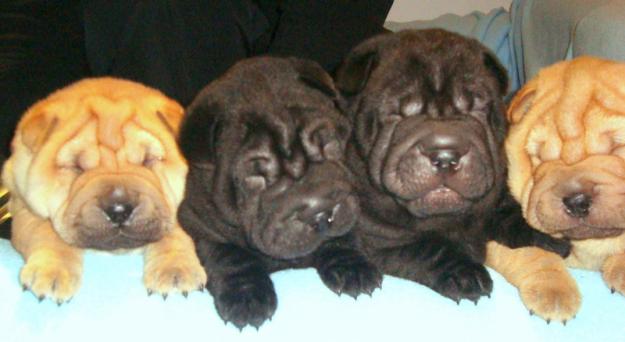 Cachorros shar pei increibles