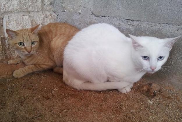 Dama y blanquita, de 10 y 4 años, en perrera