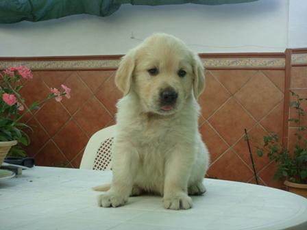 Golden retriever cachorros con dos meses